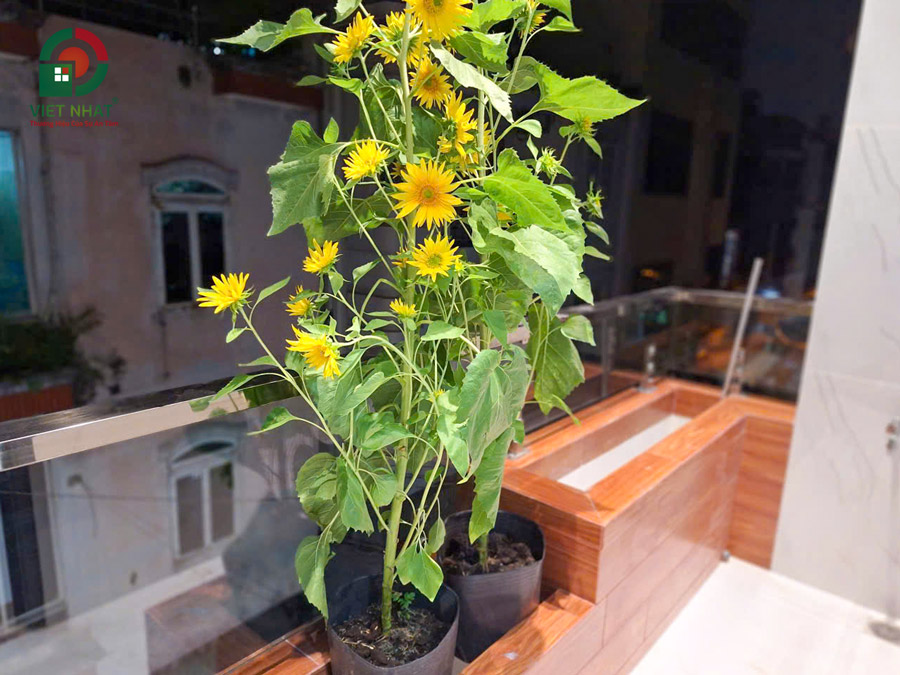 Hình ảnh bàn giao ban công phòng ngủ